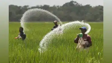 India Secures Fertilizer Supply with Key Shipments Arrivals