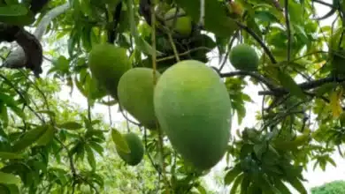 India Ships Premium Banganapalle Mangoes to Singapore
