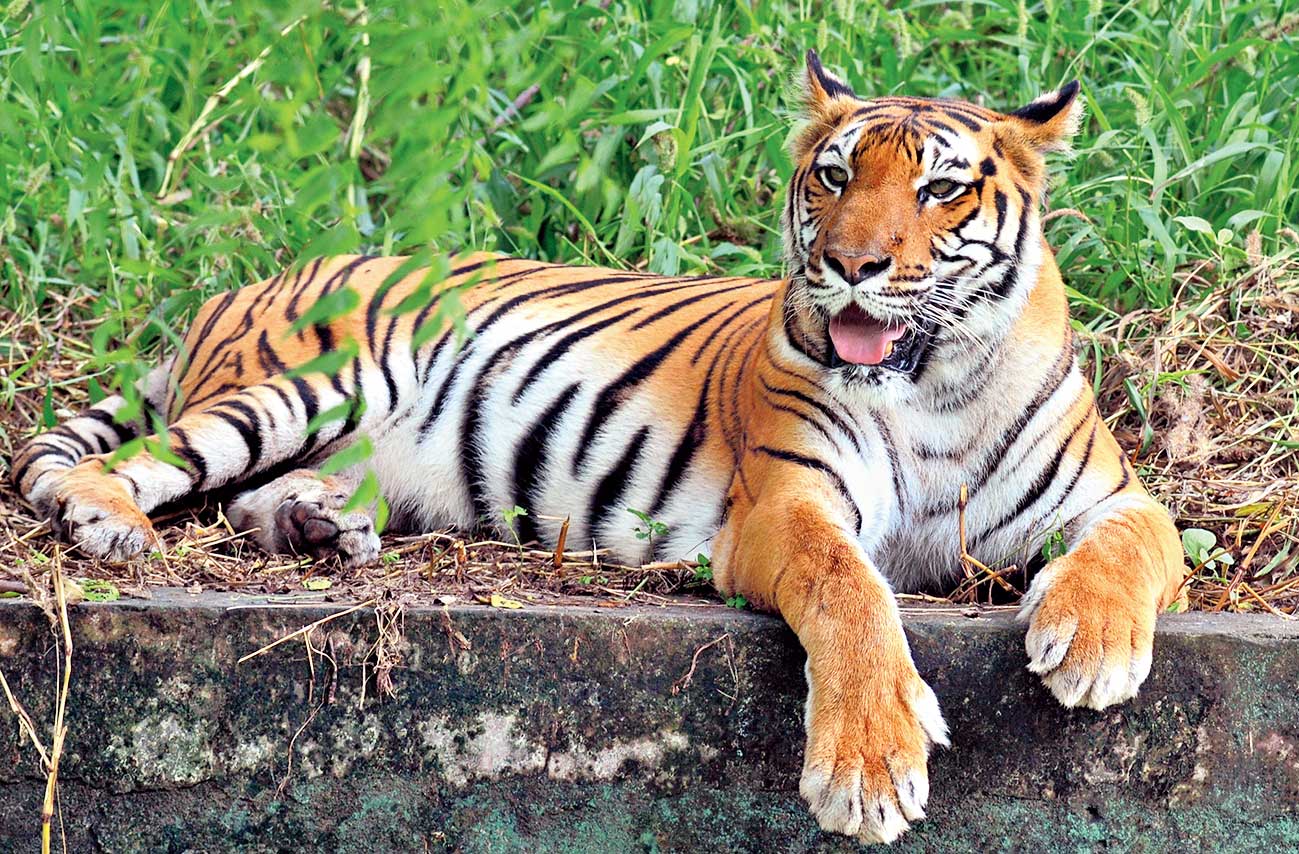 India Unveils New Protocols for Protecting Threatened Species