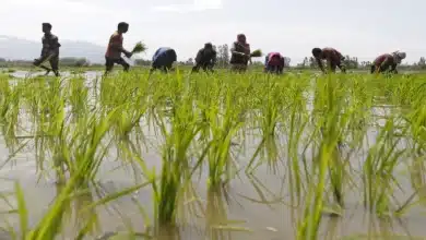 India's Agricultural Future: A Path to Development by 2047