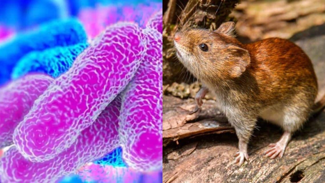Leptospirosis