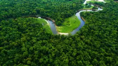Nagpur's Green Transformation: 2.5 Million Trees to be Planted