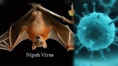 Nipah Virus
