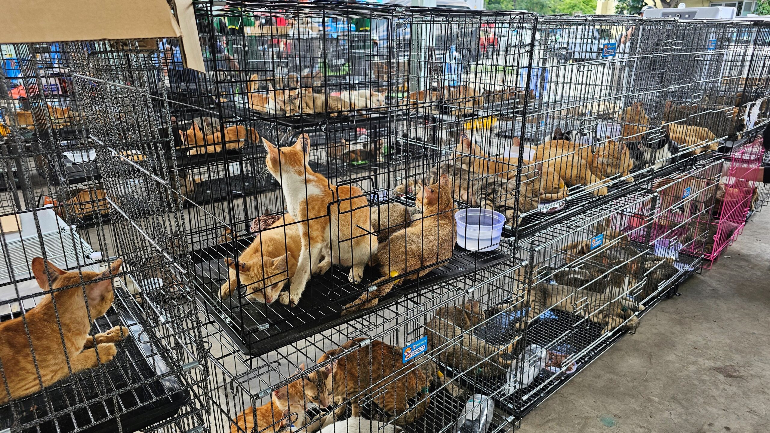 Vietnamese Police and Animal Welfare Group Rescue Hundreds of Stolen Cats Intended for Food