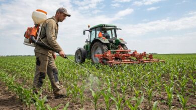 Weed Management in CornMaize Crops