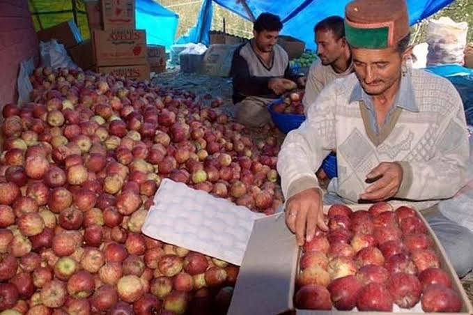 Apple Industry Faces Challenges in Himachal Pradesh Amid Climate Pressures Impacting Rs 5,000 Crore Economy