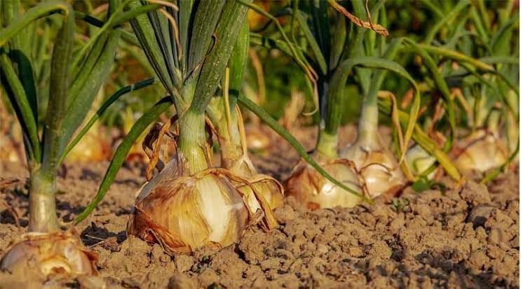 Empowering Farmers: Khemanand Dudh Transforms Onion Production