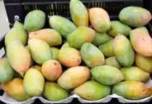 Government Panel Proposes 'Aam' Initiative to Support Totapuri Farmers with Increased Pulp Production and Tax Relief