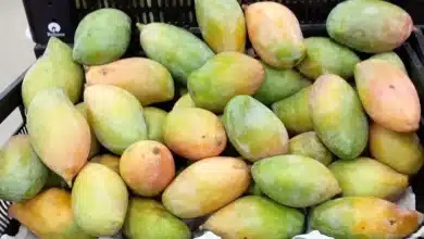 Government Panel Proposes 'Aam' Initiative to Support Totapuri Farmers with Increased Pulp Production and Tax Relief