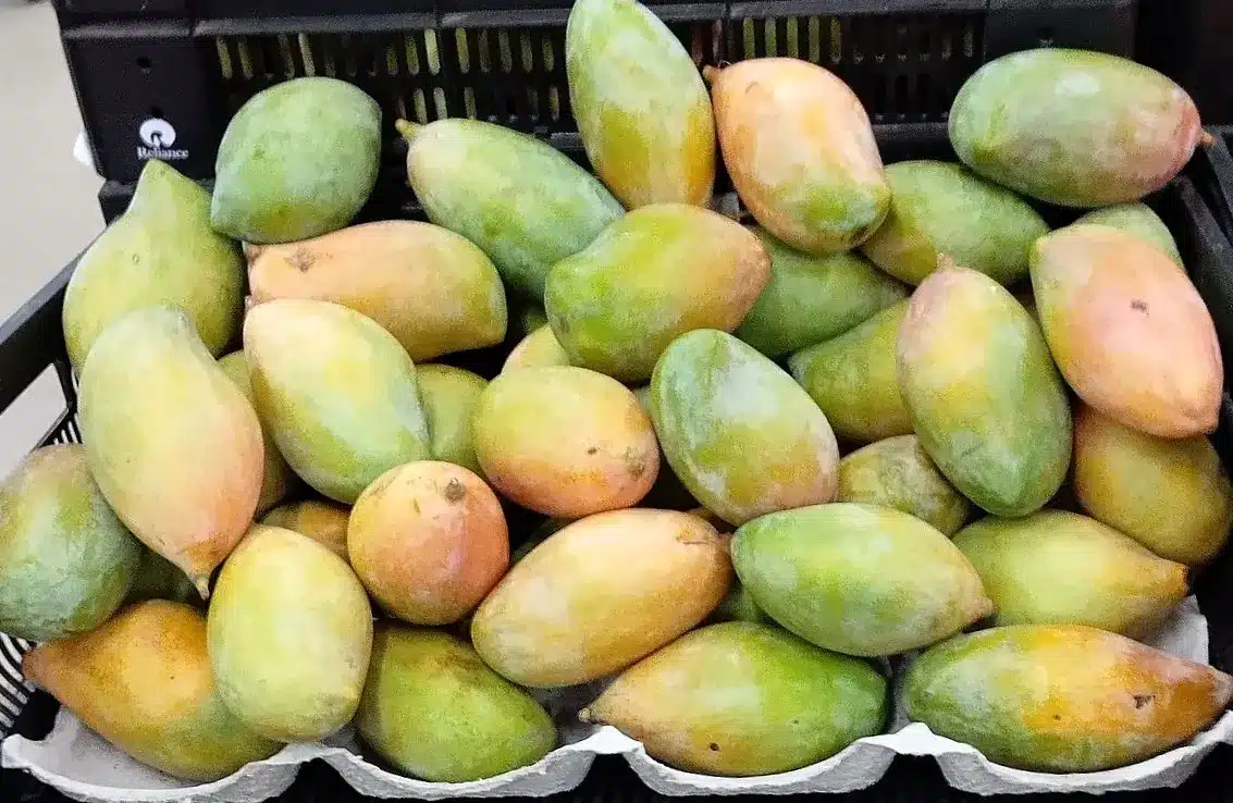 Government Panel Proposes 'Aam' Initiative to Support Totapuri Farmers with Increased Pulp Production and Tax Relief