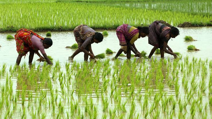 Government Reviews Kharif Season Amid El Niño Concerns