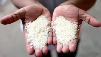Government Unveils Major Reform for Rice Quality in Welfare Schemes
