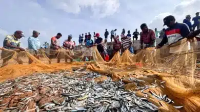 India Enhances Seafood Exports with New Trade Agreement