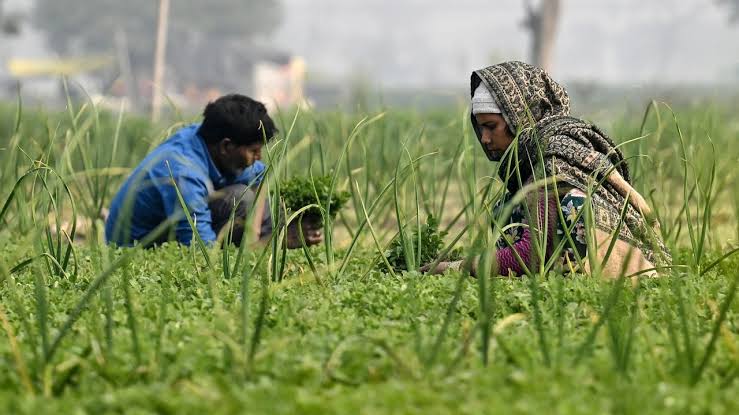 India Stands Firm on Agriculture in US Trade Talks, Aiming for Tariff Advantage Before Finalizing Agreement