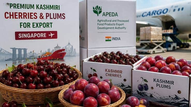 Jammu & Kashmir Sends First Shipment of Premium Cherries to Singapore