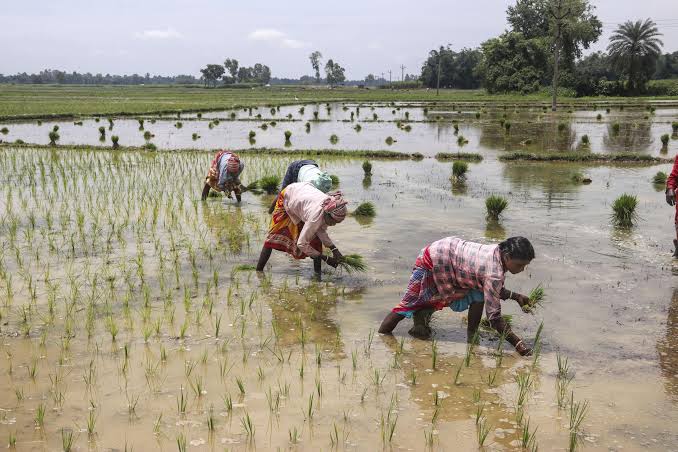 Over 10 Crore Farmer IDs Created to Boost Agricultural Benefits