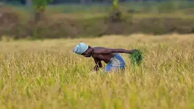 PM-KISAN Scheme Extended: A Boost for Farmers Until 2031