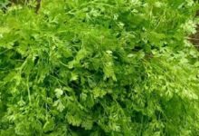 Coriander Prices Surge Above Rs 200 per Kg as Heavy Rains Disrupt Supply