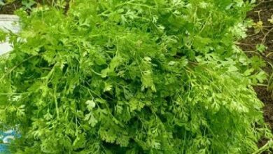 Coriander Prices Surge Above Rs 200 per Kg as Heavy Rains Disrupt Supply