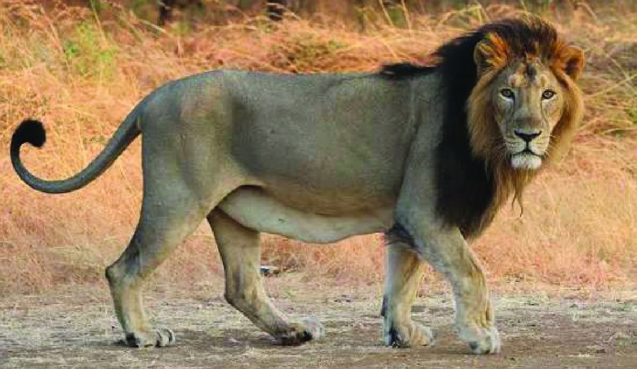 India Celebrates Lion Conservation Success on World Lion Day 2026