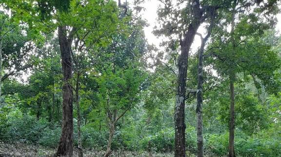 India Launches Green Credit Programme to Enhance Forest Restoration