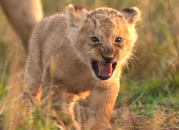 Jon Favreau's LION Set to Debut in India on August 27, Showcasing the Adventures of Lion Cub Kio