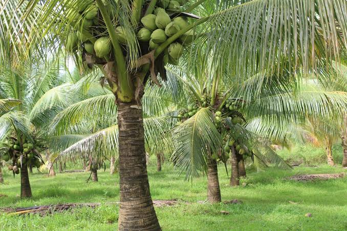 R Madhavan Transforms Barren Land into a Flourishing Coconut Farm in Tamil Nadu