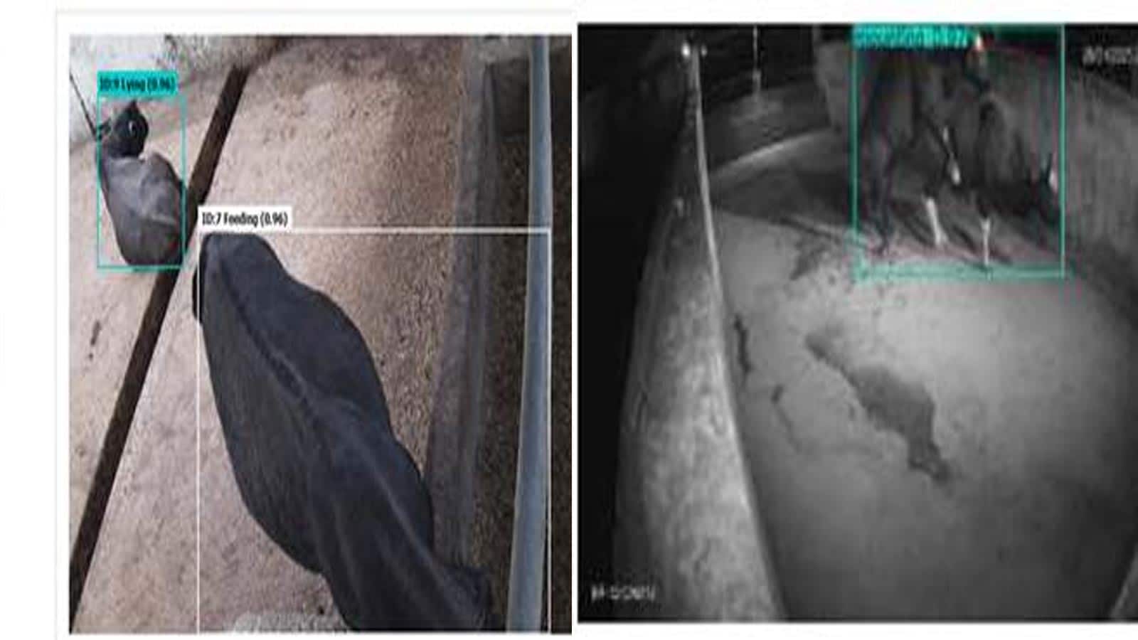AI Revolutionizes Livestock Management with Real-Time Mithun Tracking