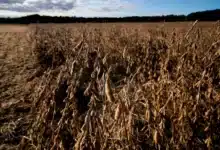 China Reduces Tariffs on US Agricultural Products While Excluding Soybeans