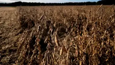 China Reduces Tariffs on US Agricultural Products While Excluding Soybeans