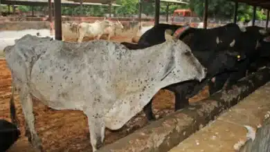 Delhi Reviews Lumpy Skin Disease Control Measures for Cattle
