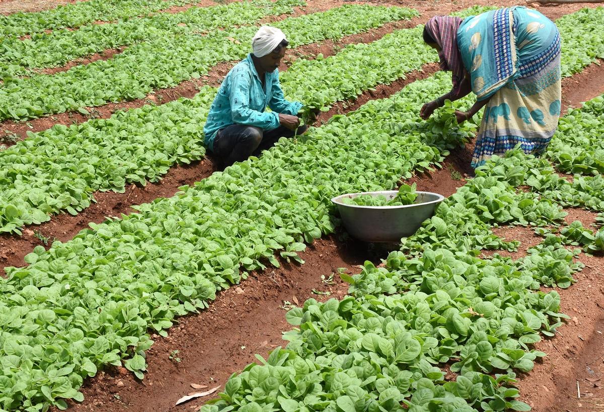 Govt Offers ₹50,000 Interest-Free Loan to Tobacco Farmers