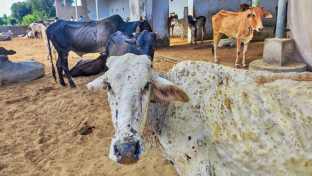 India Enhances Efforts to Control Lumpy Skin Disease in Cattle