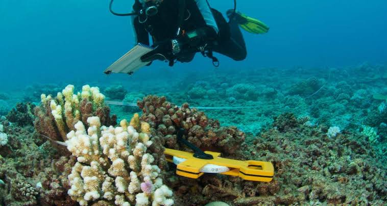 India Hosts Deep-sea Taxonomy School to Enhance Marine Research