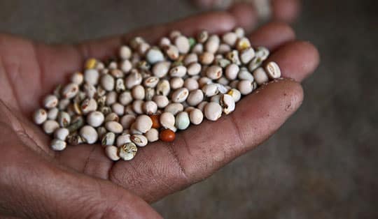 India's New Seed Act to Protect Farmers from Fraud