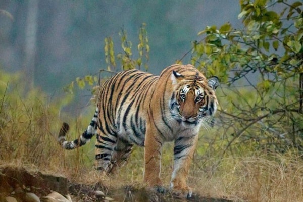 International Workshop Launches New Efforts in Tiger Conservation