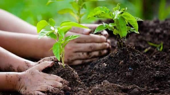 Ministry Launches Tree Planting Campaign to Honor Mothers