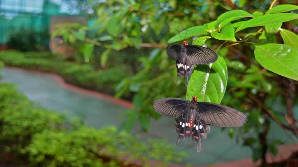 Nature Lovers Unite at NZP's Butterfly and Bird Walks