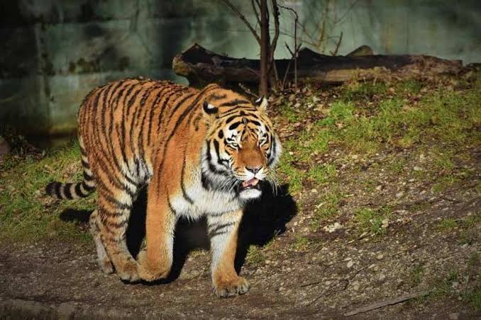 New Workshop Kicks Off India's 6th Tiger Reserve Evaluation Cycle