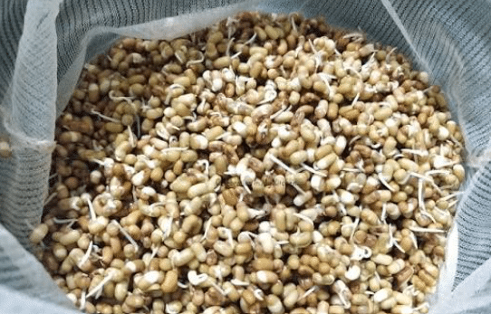New Moth Bean Varieties Thrive Amid Rajasthan's Drought