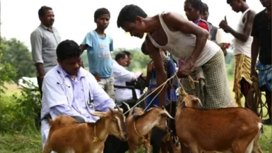 UPSSSC Livestock Extension Officer Recruitment 2026