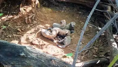 Historic Cheetah Birth Boosts India's Population to 60