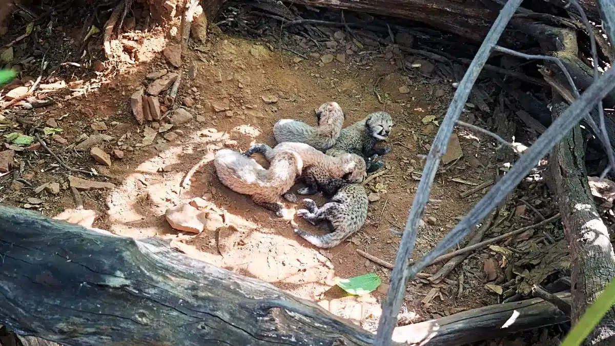Historic Cheetah Birth Boosts India's Population to 60