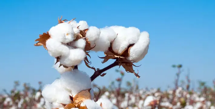 India Extends Customs Duty Exemption on Cotton Imports
