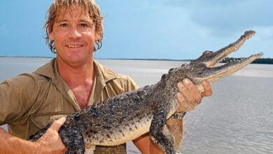 Steve Irwin