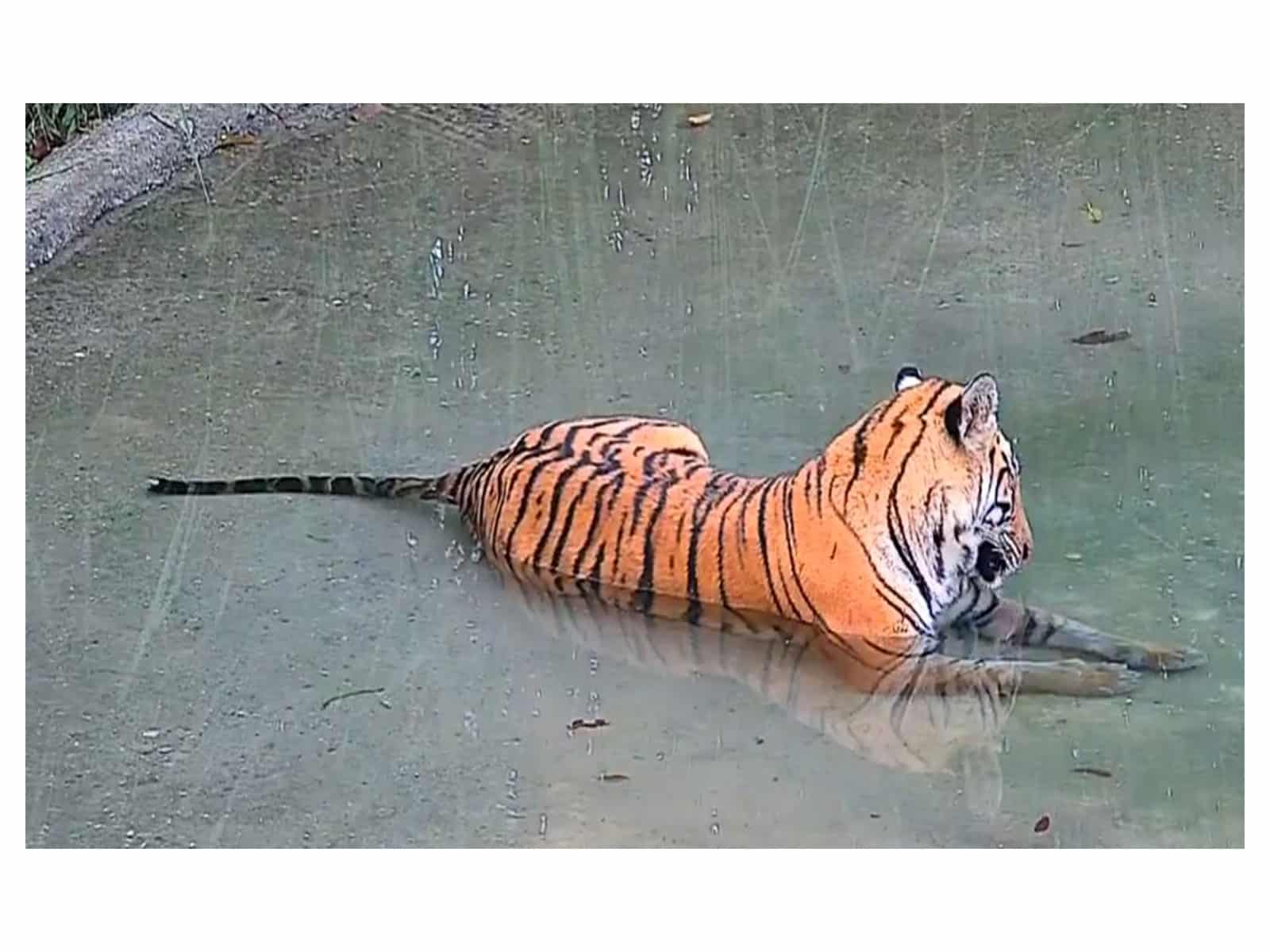 Tigress Released in Buxa Tiger Reserve, Reviving Conservation Efforts
